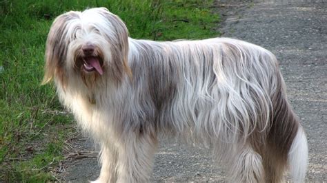 Long haired dog breeds are just perfect! 15 Dog Breeds That Don't Shed Much (And Are Hypoallergenic ...