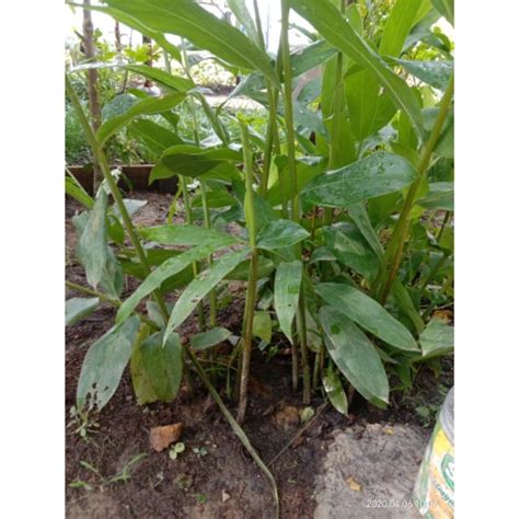 G as in grin (g.r.ih.n) ; Pokok buah pelaga ( rizom) | Shopee Malaysia