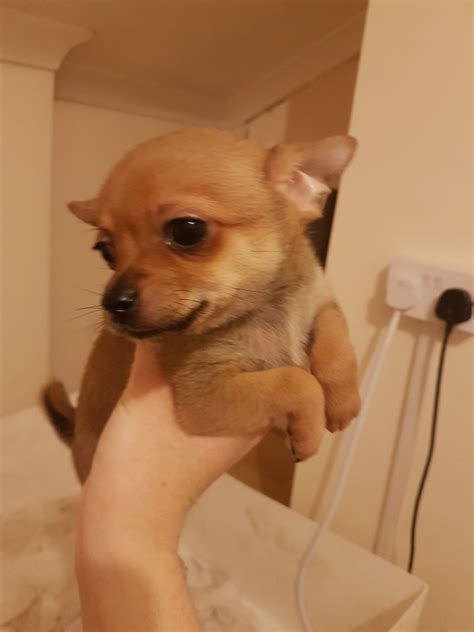 Pomchi or pomeranian chihuahua mix is a great family companion, which is a designer dog created from mixing pomeranian and chihuahua dog breeds. Beautiful Pomeranian x Chihuahua Puppies Ready Now ...