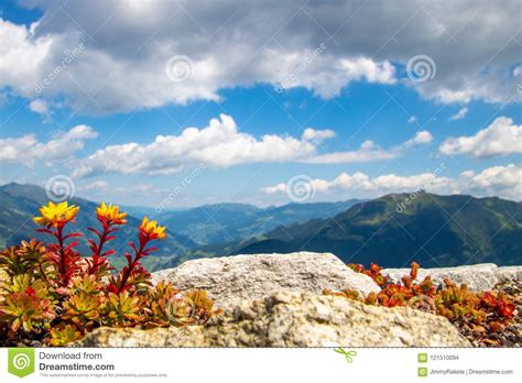 Con questo girasole giallo a manico lungo, puoi creare un bouquet indistruttibile per la tua decorazione estiva in un batter d'occhio. Fiori Gialli Con Il Gambo Rosso E Le Alpi Austriache Nella ...