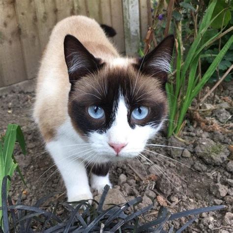 Meet Olive The Double Odd Eyed Cat Is Taking Over The Internet With