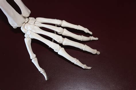 The remaining 14 are digital bones, your fingers and thumb. The Unique Human Body: 10 Interesting Facts About Bones ...