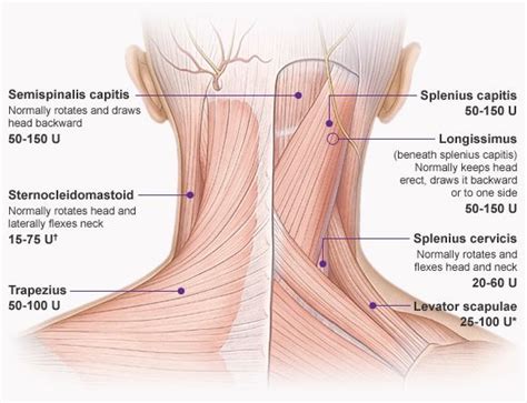 Teachme anatomy part of the teachme series the medical information on this site is provided as an information resource only and is not to b. Image result for diagram of back of body | Neck muscle anatomy, Muscle anatomy, Muscles of the neck