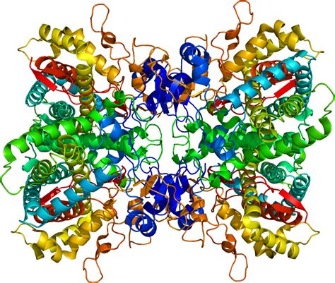 A Rendering Of The Cyp2d6 Enzyme Clipart Full Size Clipart 3096485