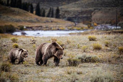 Bear Roaming Yellowstone National Park Off The Beaten Path
