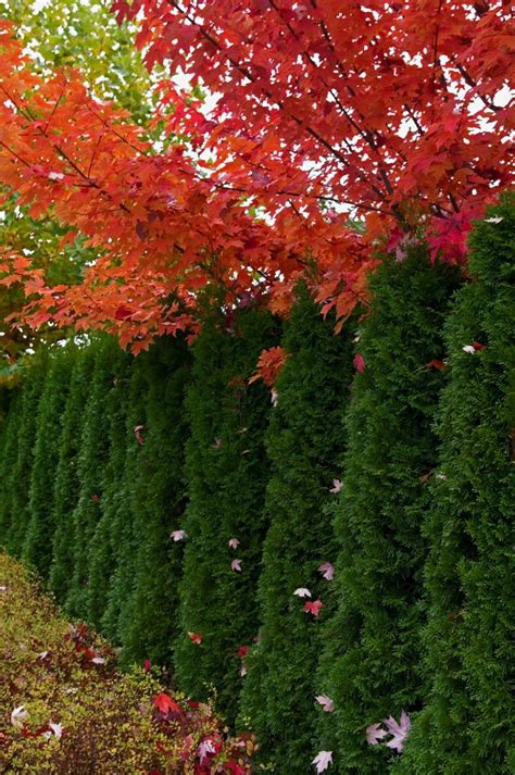 Planting a Cedar Hedge? | ThriftyFun