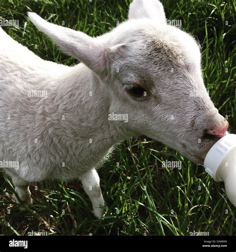 Bottle Feeding A Little Lamb Stock Photo Alamy