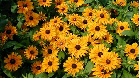 Black Eyed Susan Wallpaper Hd Download