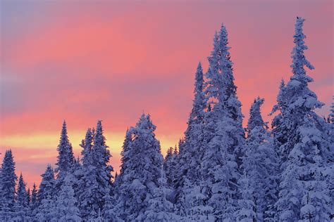 View Of Snow Covered Trees And Sky Photograph By Yves Marcoux