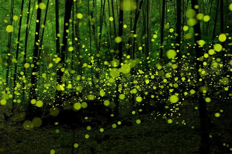 Fireflies Forest Green Nature Bokeh Wallpapers Hd Desktop And