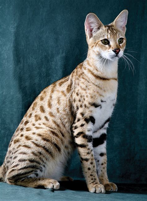 From old galician and old portuguese gato, from late latin cattus. Diferença Entre Serval E Gato Savannah | Mundo Ecologia