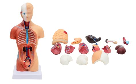 Toribio Human Organ Modelhuman Torso Body Anatomy Medical Teaching