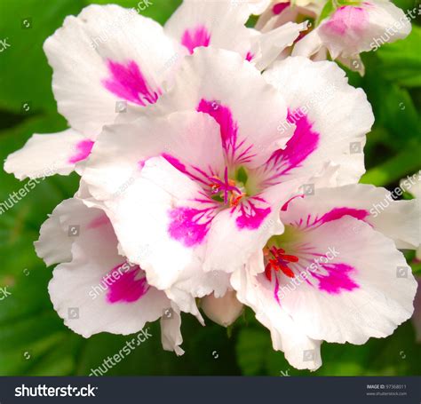 Download and use 100,000+ beautiful flowers stock photos for free. Very Beautiful Flower Stock Photo 97368011 : Shutterstock