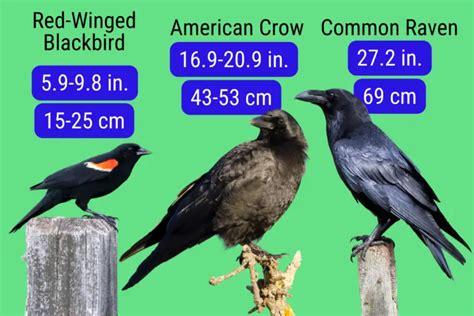 Raven Vs Crow Vs Blackbird How To Tell The Difference
