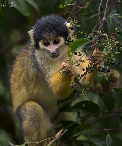 Black Capped Squirrel Monkey Saimiri Boliviensis Flickr