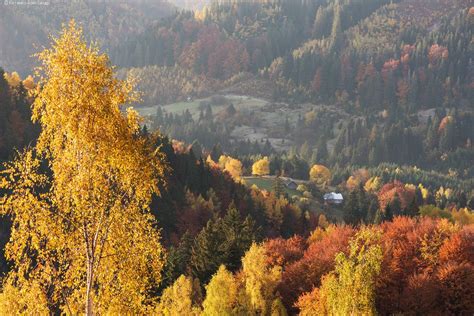 Golden Autumn On Sokilsky Ridge In The Carpathians · Ukraine Travel Blog