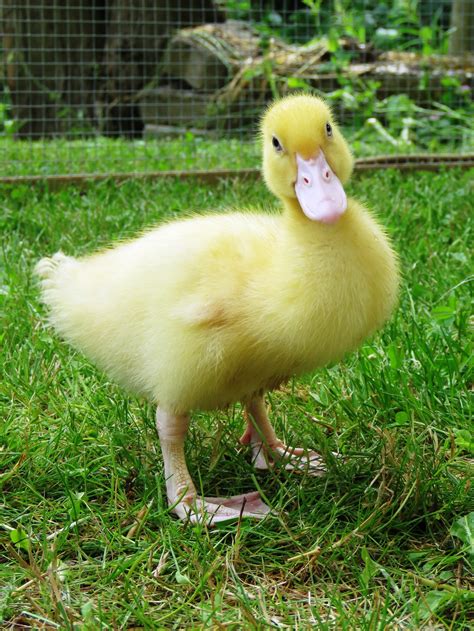 Cute Fluffy Yellow Duckling Free Image Download