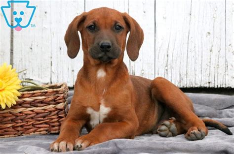 Pondholler redbone coonhounds, millboro, va. Buzz | Redbone Coonhound Puppy For Sale | Keystone Puppies