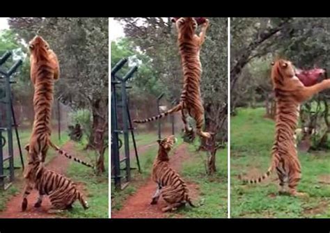 El Impresionante Salto De Un Tigre Atrapando Su Comida En C Mara Lenta
