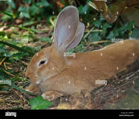 Golden Large Eared Domestic Rabbit Stock Photo Alamy