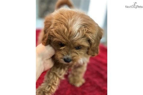 Check spelling or type a new query. Girly: Cavapoo puppy for sale near Dallas / Fort Worth ...