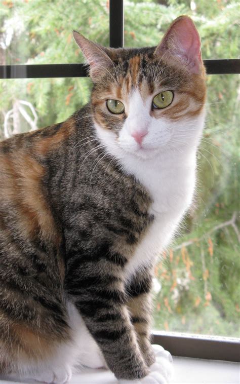 Mixed Breed Calico And Tortoiseshell Cat Picture 3351 Pet Gallery