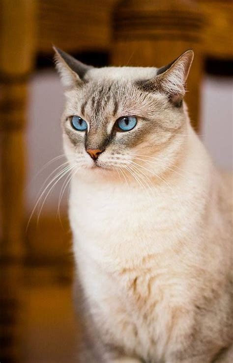 2587 Best Ideas About Siamese And Abyssinian The Regal Cats On