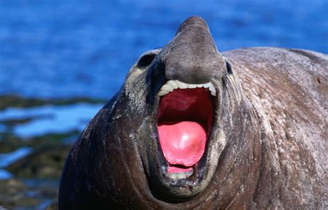 20 Animals With Joe Bidens Teeth Photos Huffpost Latest News