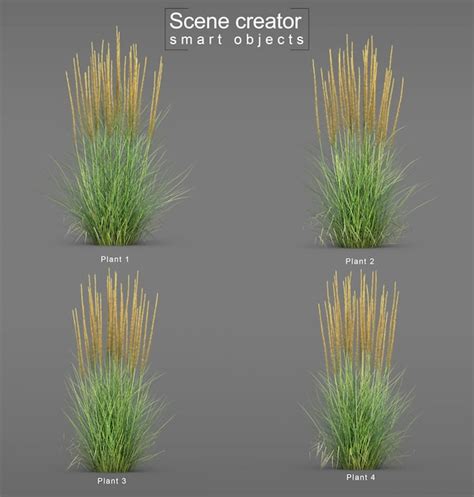 Premium Psd 3d Rendering Of Karl Foerster Feather Reed Grass