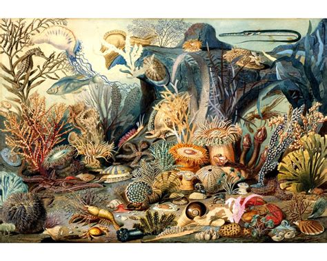 Antique Ocean Life Art Print Marine Biology Art Print Coral Reef