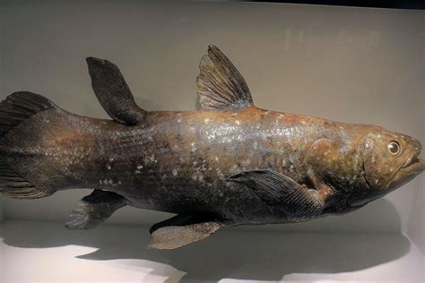 Coelacanths The Worlds Only Living Extinct Fish