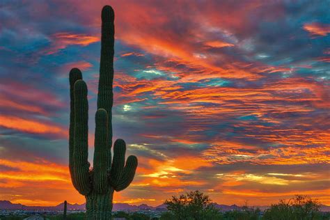 Arizona Digital Art Desert Cactus Sunset By Stevie