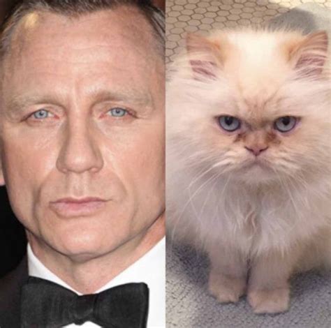30 Cats That Look Like Celebrities