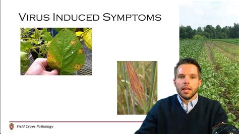 Introduction To Plant Diseases Of Field Crops 15 Youtube