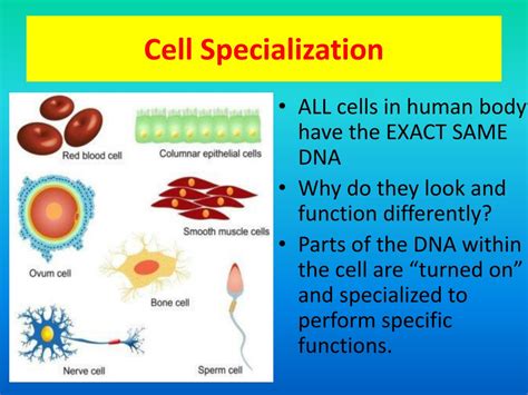 Ppt Biology Staar Review Powerpoint Presentation Free Download Id