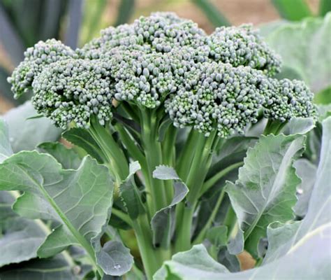 Green Sprouting Organic Broccoli Seeds 4025 Osc Seeds