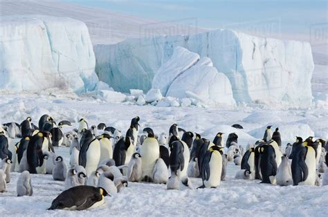 Antarctica Snow Hill Island Emperor Penguin Aptenodytes Forsteri