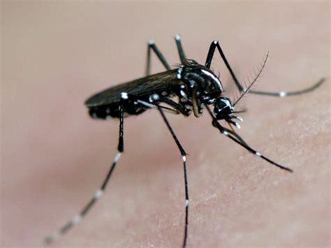 Tiger Mosquito Genome Sequence Is Now Complete • Polo Ggb Genomics