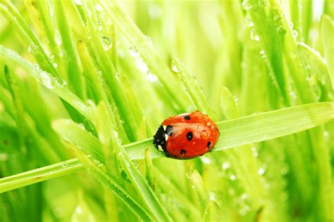 Ladybug On Grass Stock Photo By ©yellow2j 10476505