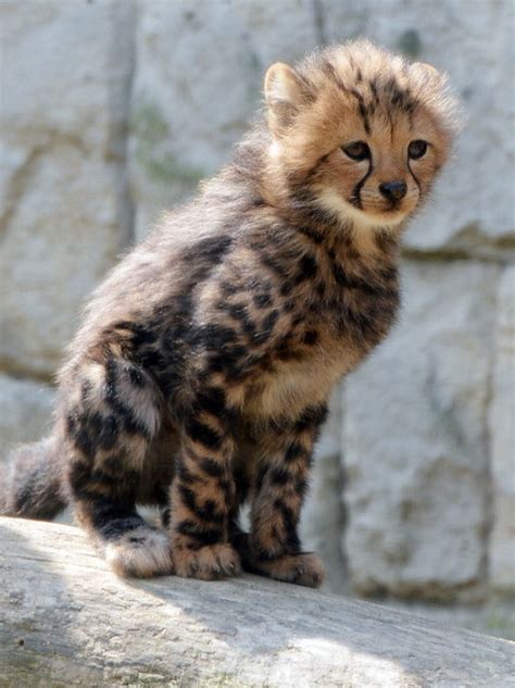 Sd41942 Meet Fang A Male King Cheetah Cub Born At Tama Flickr