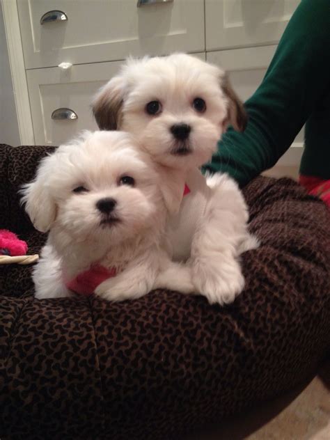 Teddy And Josie Teddy Bear Puppies Pinterest
