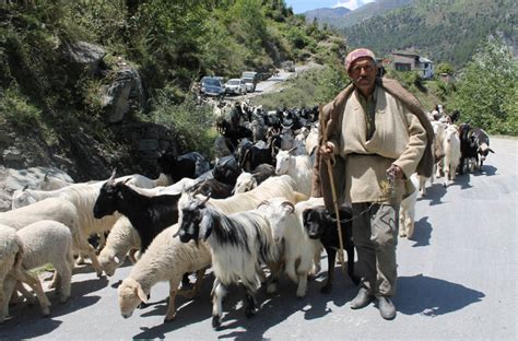 Cbro demand list 2021 : Shepherds seek special provision in Budget, list demands ...