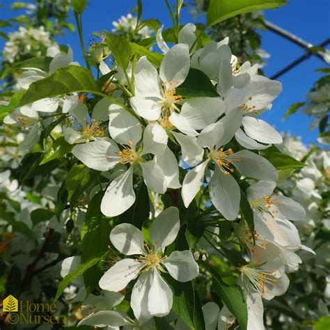 Malus X Spring Snow Crabapple From Home Nursery