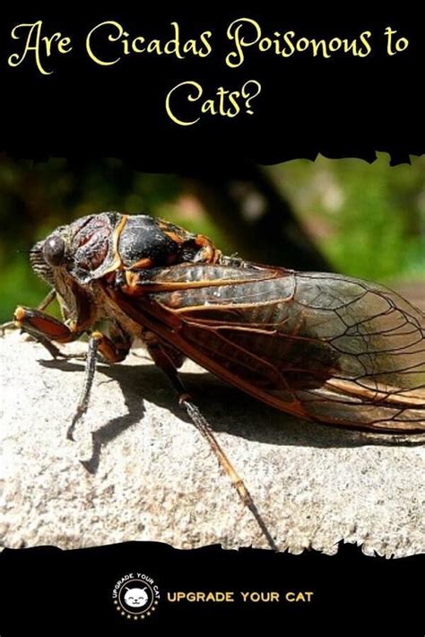 🐾we hope you are enjoying your weekend!this video is a little more serious than others, but we thought it is very important to make. Are Cicadas Poisonous to Cats? - Upgrade Your Cat