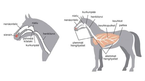 Hevosen Hengityselimistön Rakenne Ja Toiminta Youtube