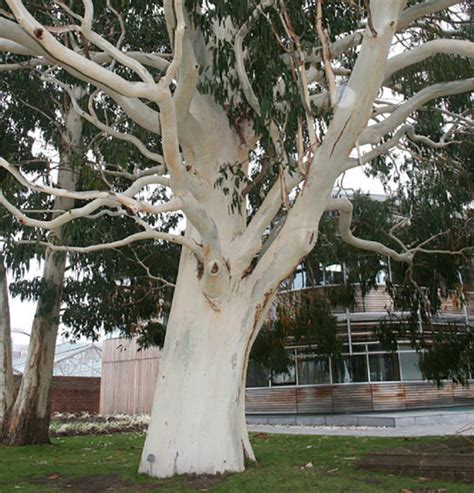 Eucalyptus Dalrympleana 100 Seeds Mountain White Gum Etsy