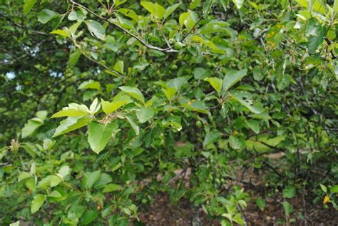 Photo Of The Leaves Of Sweet Crabapple Malus Coronaria Posted By