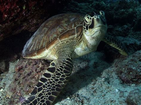 Green Turtle Stock Image Image Of Sealife Reef Underwater 2818959