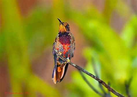 Crimson Topaz Hummingbird Topaza Pella Pella Immature Male 2 Of 2