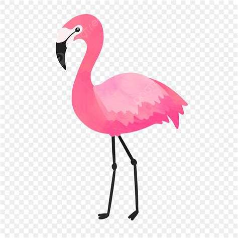 Pink Flamingos Clipart Transparent Background Hand Drawn Cute Pink